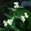 Euphorbia corollata 